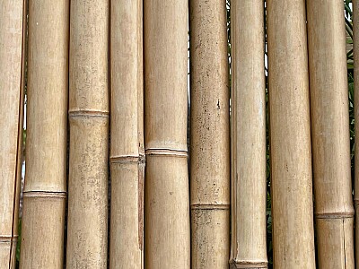 Bambus Sichtschutz in Österreich?