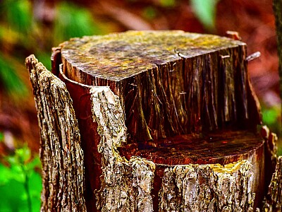 Baumstumpf entfernen - Methoden und Kosten