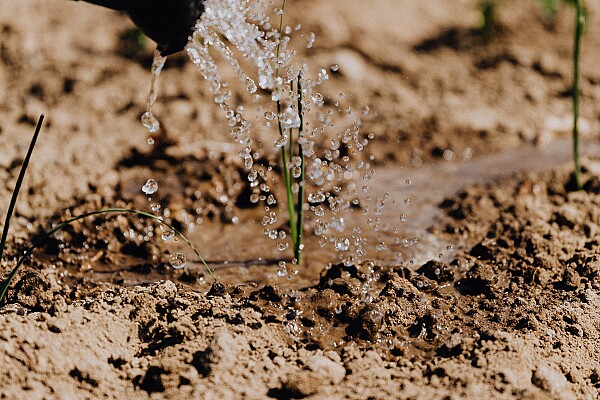 Regenwassertank – Effektiv Regenwasser nutzen