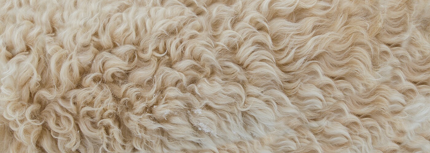 Dämmung aus Schafwolle